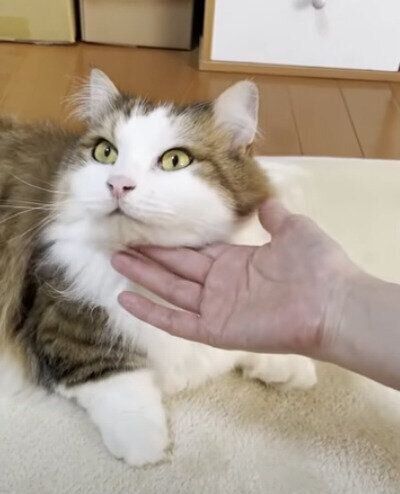 撫でられる猫