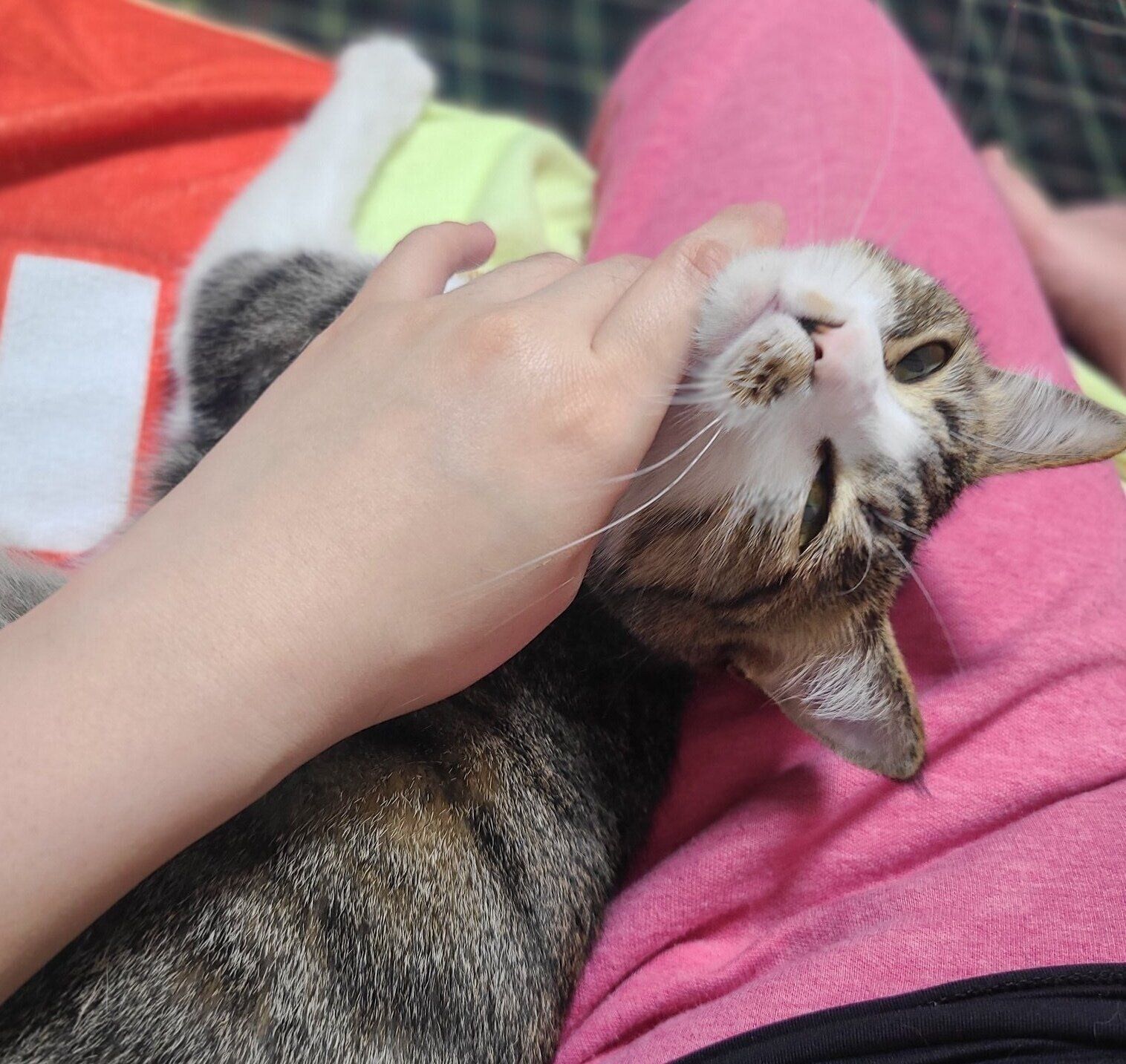 飼い主さんに甘えるまりもちゃん