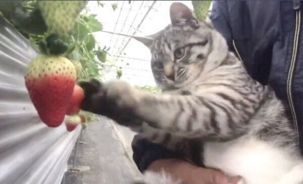 イチゴを収穫しようとするコタローくん