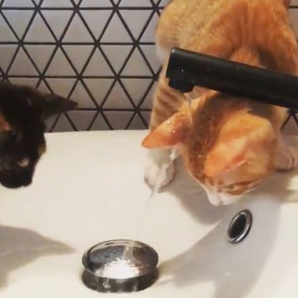 水遊びをする猫