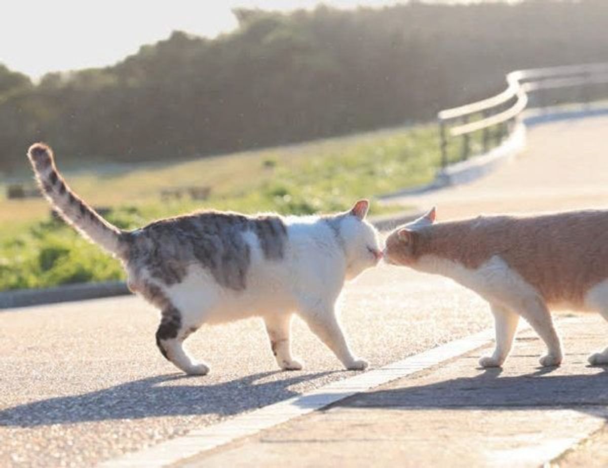 しっぽの動き でわかる6つの猫の気持ち ねこのきもちweb Magazine しっぽの動き でわかる6つの猫の気持ち ねこのきもちweb Magazine