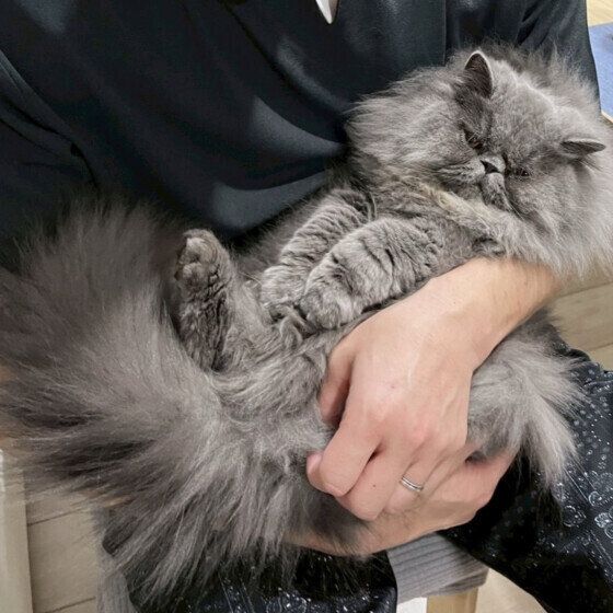 エキゾチックショートヘアのちゃむくん
