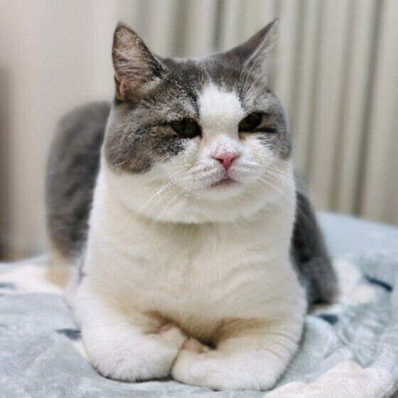 香箱座りするめめちゃん（スコティッシュフォールド）