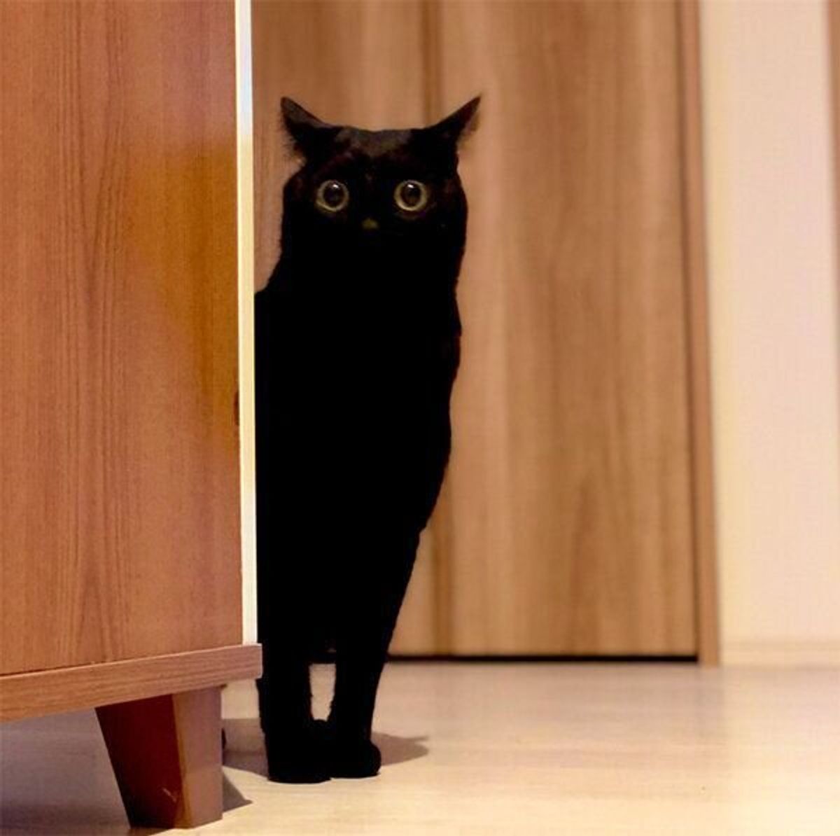 青い瞳が美しい保護子猫 成長して目の色が激変 神秘的な魅力を持つ黒猫の あるある話 を飼い主に聞いた ねこのきもちweb Magazine 青い瞳が美しい保護子猫 成長して目の色が激変 神秘的な魅力を持つ黒猫の あるある話 を飼い主に聞いた ねこのきもちweb Magazine