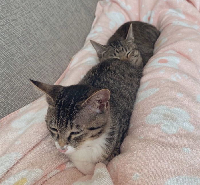 飼い主さんの足の間でくつろぐクーちゃん、サンちゃん