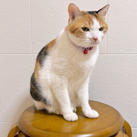 Mix（ミケ）の扇ちゃん♪