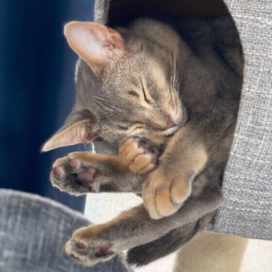 眠るアビシニアン