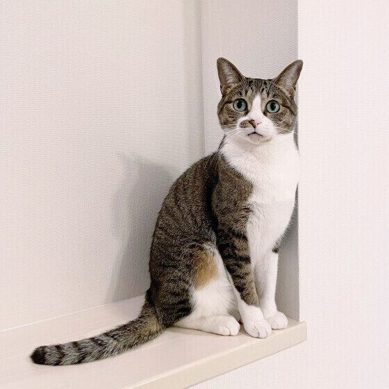 おすまし顔のキジトラMIXのヒナちゃん