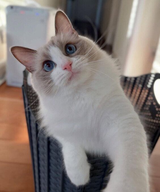 カゴの中から前足を伸ばすラグドール