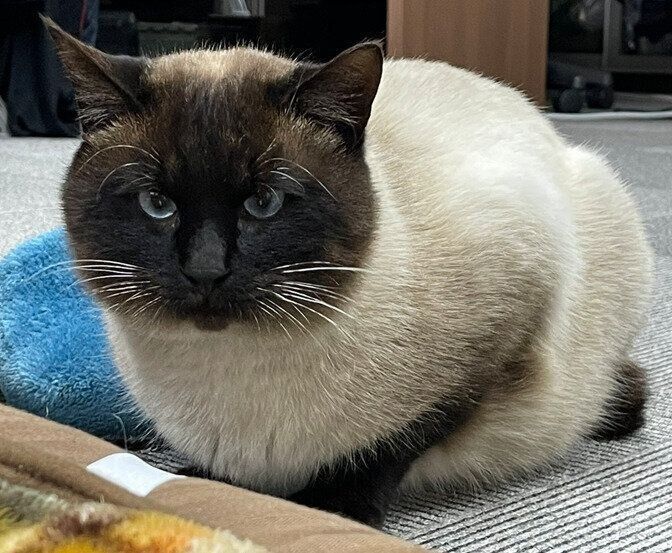 勤務先にこっそり入ってきたスリムな猫を保護→4年で毛色が濃くなり