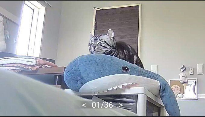 こめちゃん、サメの上でいい表情をしています