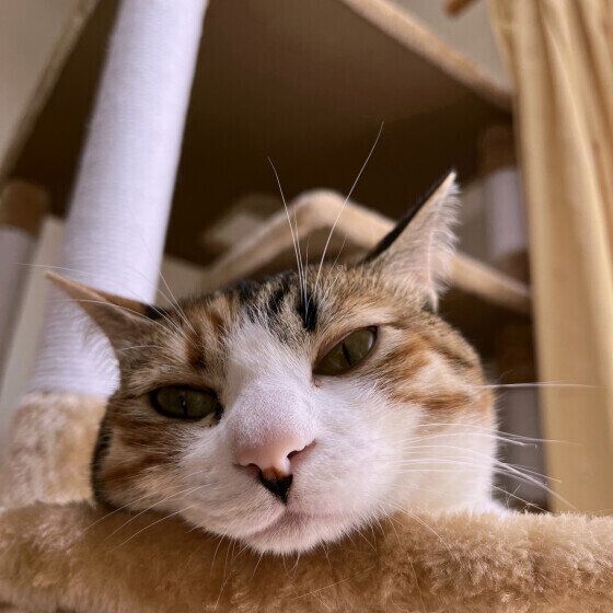 Mix（ミケ）のリコちゃん♪