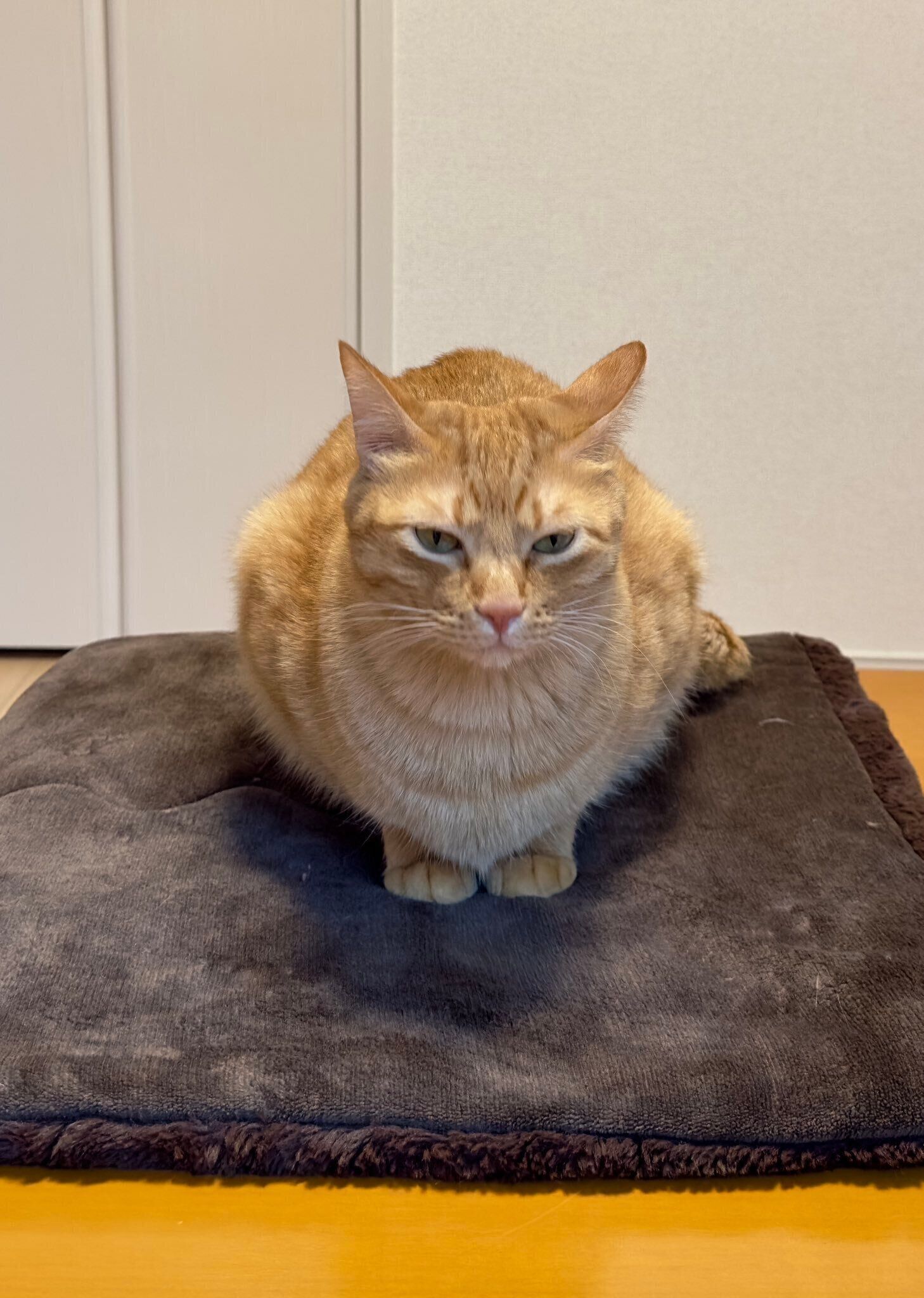 座布団の上に座っている猫