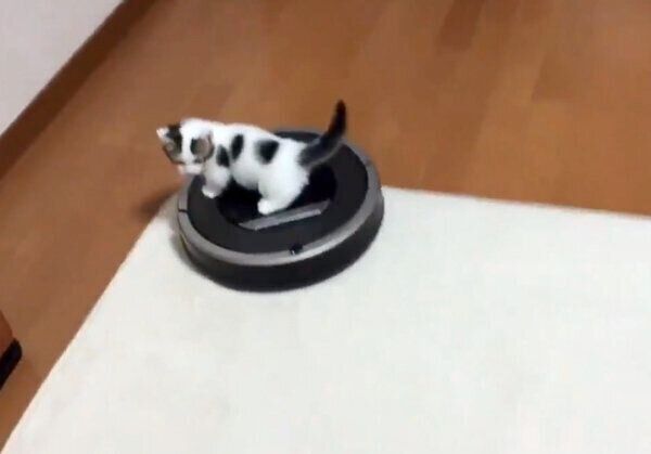 ルンバを乗りこなす豆大福くん