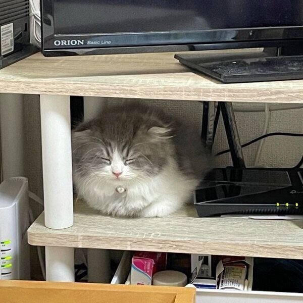 テレビ台の中にすっぽり入って眠るイヴくん