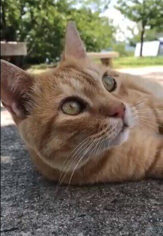 茶トラのゴッちゃん