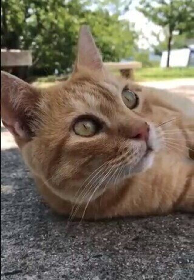 猫と警備員さんの交流 尾道市立美術館の公式twitterに癒やされる ねこのきもちweb Magazine 猫と警備員さんの交流 尾道市立美術館の公式twitterに癒やされる ねこのきもちweb Magazine