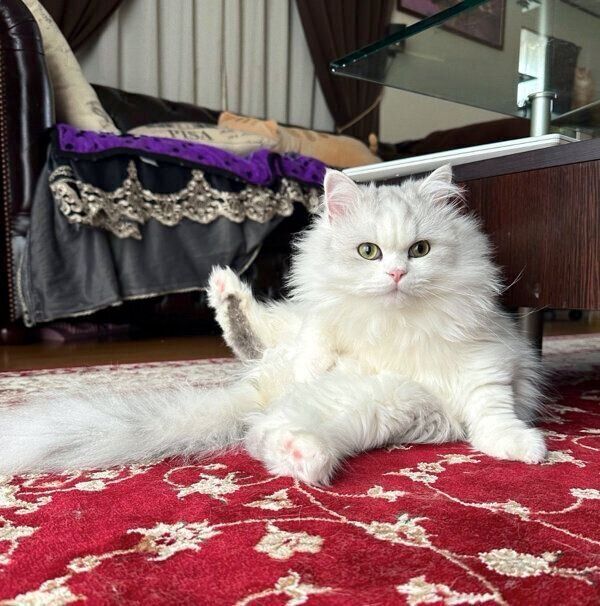 愛らしいポーズでフリーズするノーマンくん