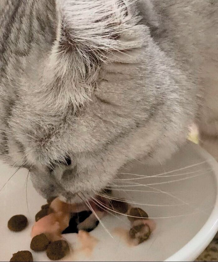 トッピングつきのフードを食べる猫