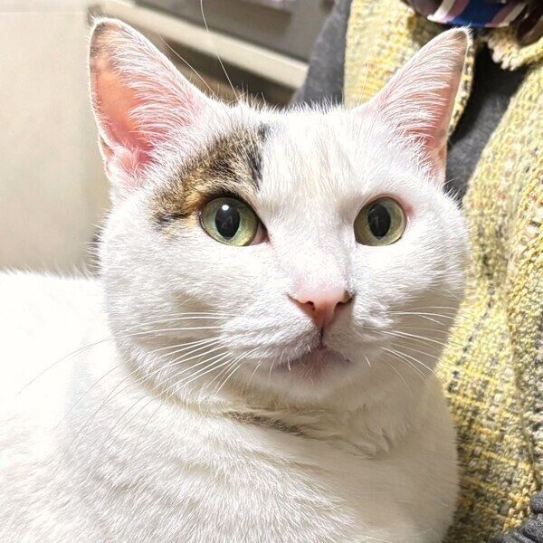 ばあちゃんにはキュンとした表情の雪丸くん