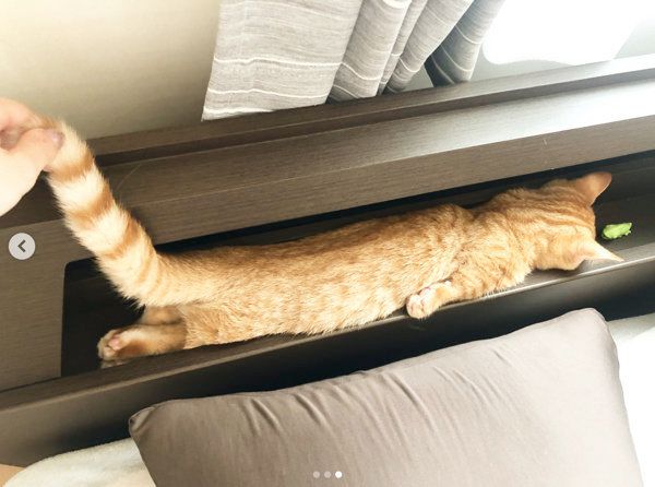 ふて寝するマンチカン