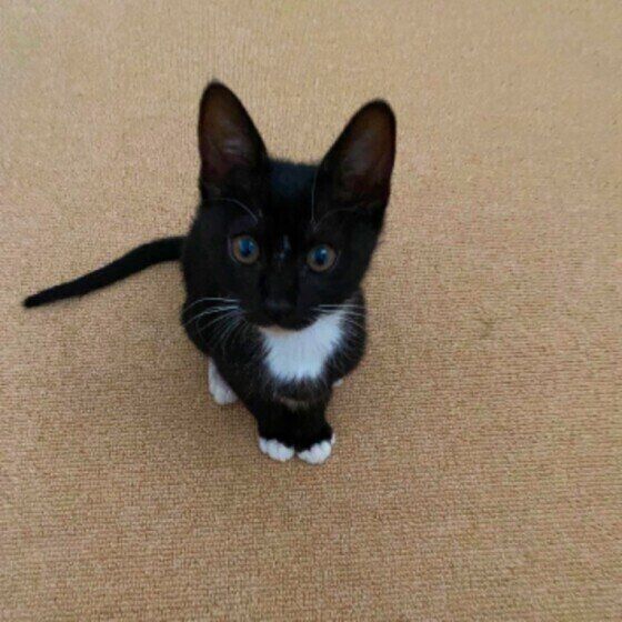 MIX黒のいちこちゃん