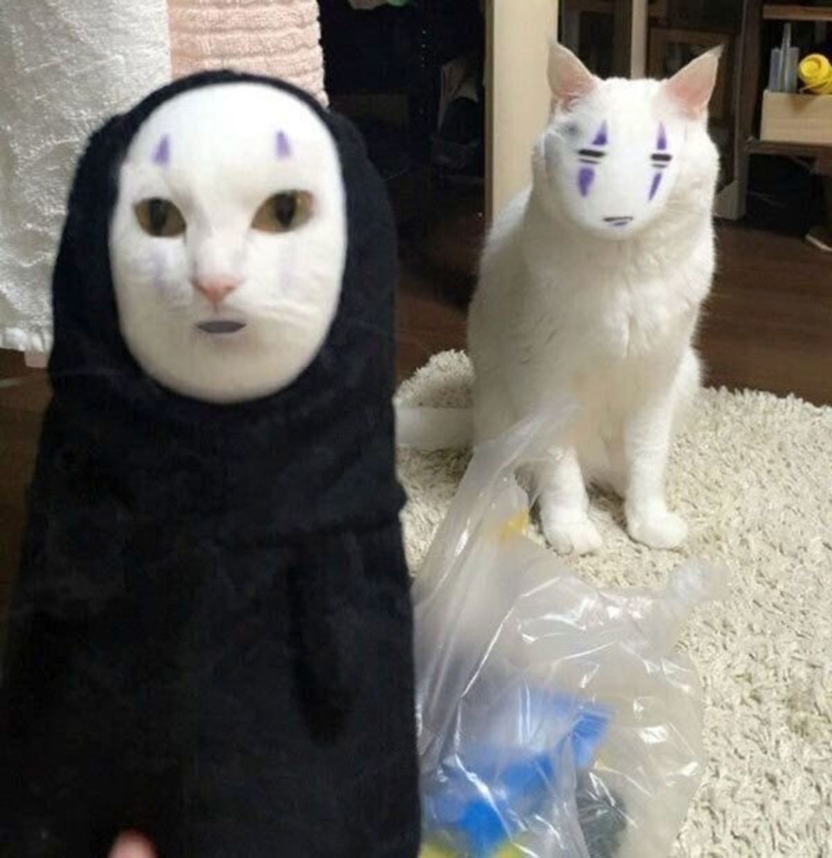 飼い主のスクワット姿を見た猫がとる行動とは 幸せの招き猫 保護猫 ハク様のリアクションが最高だった ねこのきもちweb Magazine 飼い主のスクワット姿を見た猫がとる行動とは 幸せの招き猫 保護猫 ハク様のリアクションが最高だった ねこのきもちweb Magazine