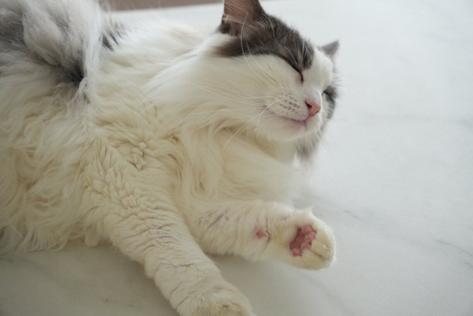 かわいい寝顔を見せるライムくん