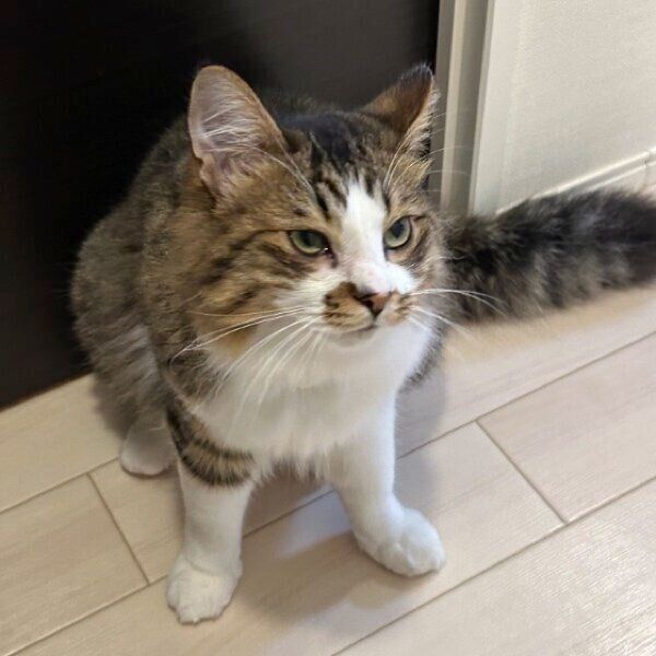 飼い主さんのそばで拗ねるほたてくん