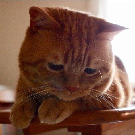 困り顔のアランくん