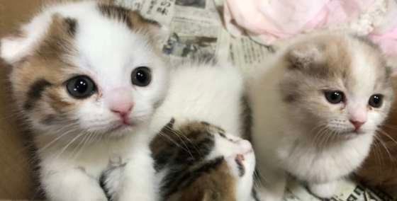 箱の中の子猫たち