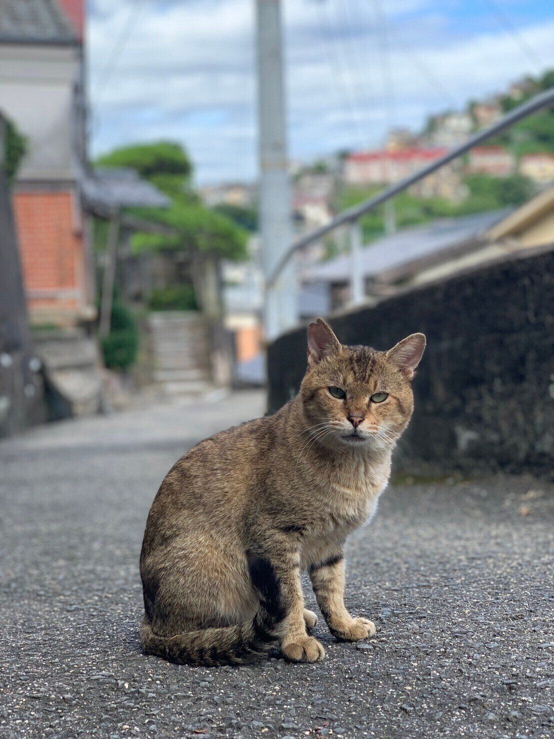 写真提供／nfs cats