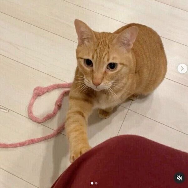 「遊ぼう」とアピールするちのくん