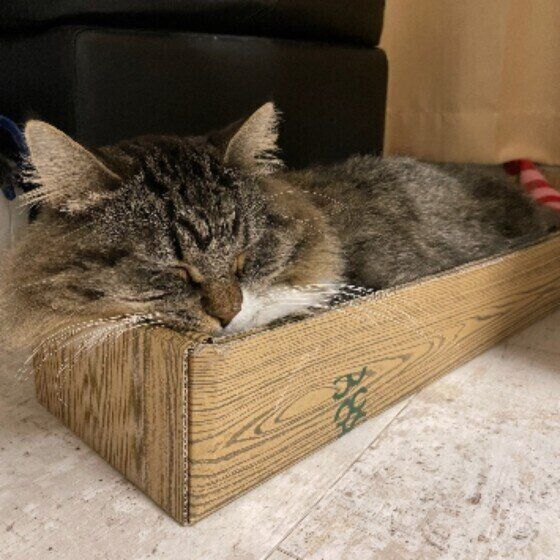 マンチカン・ロングヘアのすももちゃん