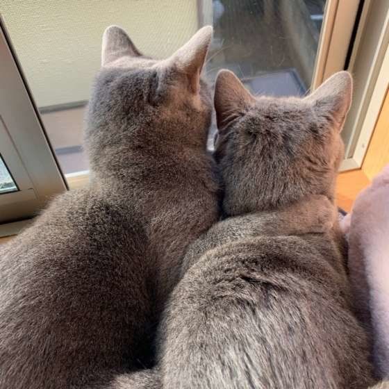 シャルトリュー・レオンくん・後ろ姿