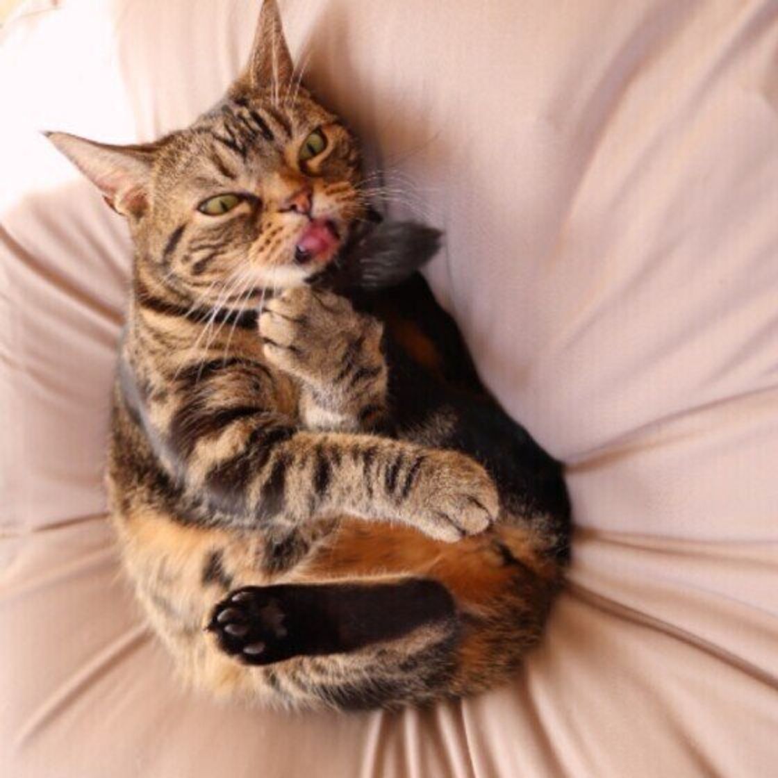まったりとした癒しのしぐさ 猫が食後に顔を洗う理由 ねこのきもちweb Magazine まったりとした癒しのしぐさ 猫が食後に顔を洗う理由 ねこのきもちweb Magazine