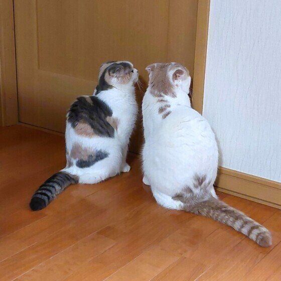 キッチンの扉の前で出待ちをするまろんくんたち