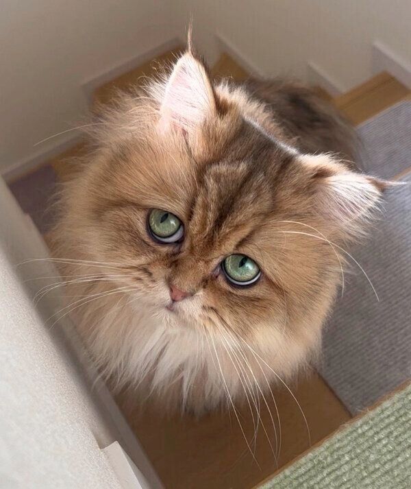 見つめるむふぁたんくん