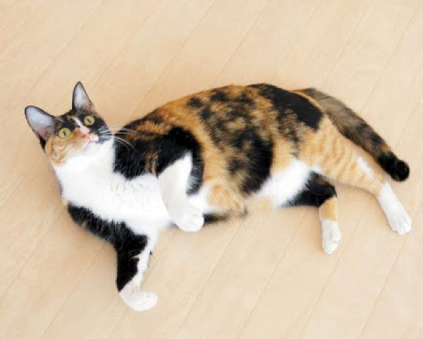 猫のサイレントニャーとは