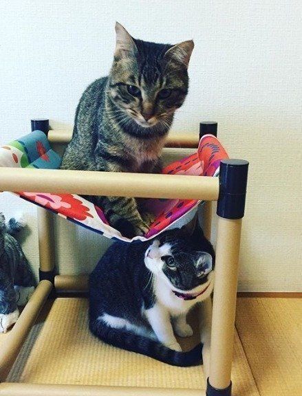 手作りハンモックに興味津々