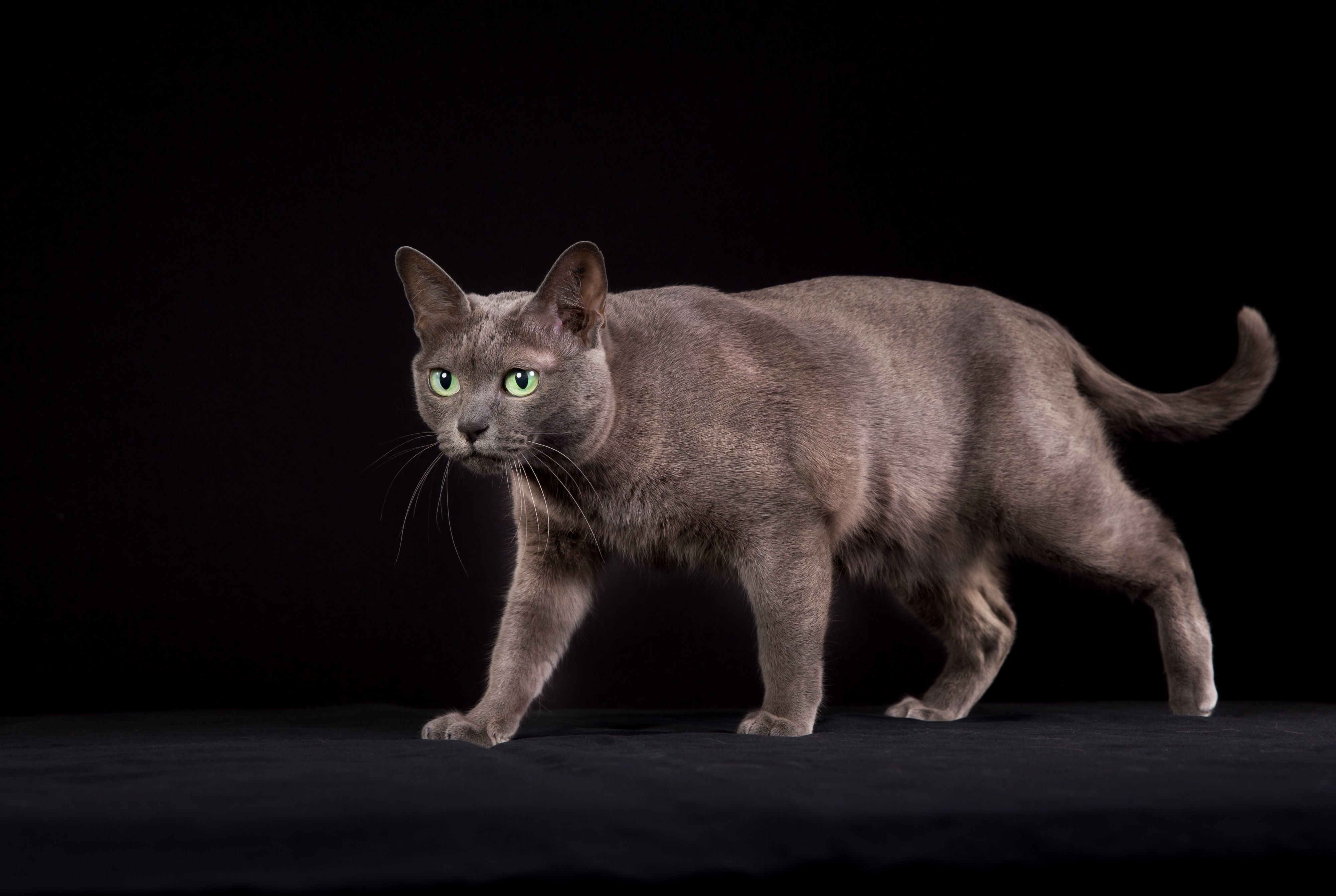 コラットの特徴と飼い方 可愛い画像いっぱい｜ねこのきもち 猫図鑑｜ねこのきもちWEB MAGAZINE