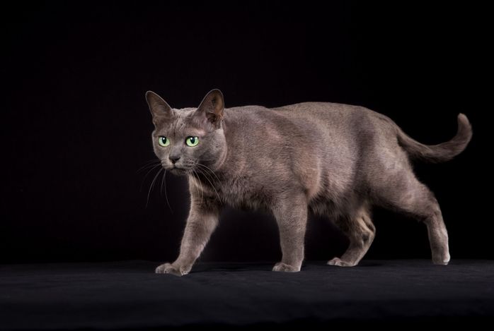 コラットの特徴と飼い方 可愛い画像いっぱい|ねこのきもち 猫図鑑|ねこのきもちWEB MAGAZINE