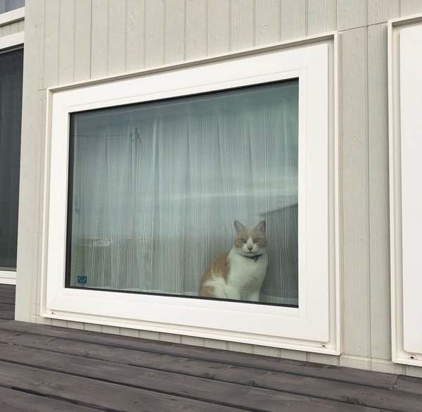 窓から眺めるフレディくん