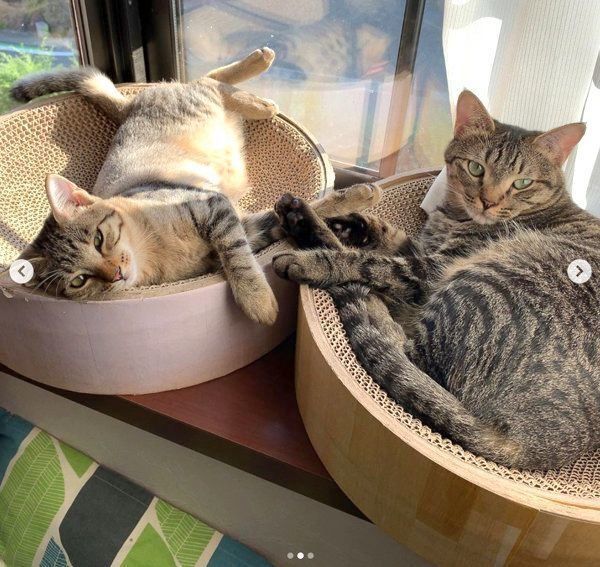 くつろぐサボちゃんとコルちゃん