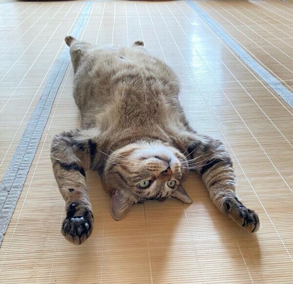 バンザイ寝をするこんぶちゃん