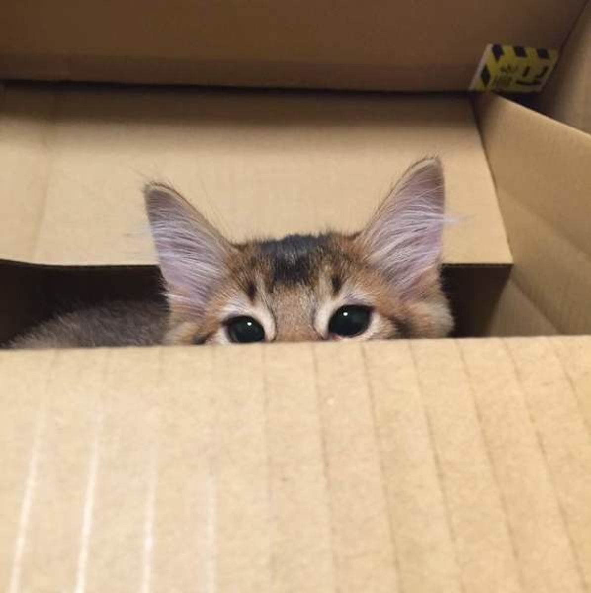 猫が段ボール箱を好むのはなぜ ガジガジ噛みつく理由についても解説 ねこのきもちweb Magazine 猫が段ボール箱を好むのはなぜ ガジガジ噛みつく理由についても解説 ねこのきもちweb Magazine