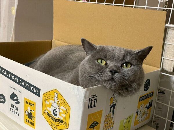 箱の中に入るおはぎちゃん