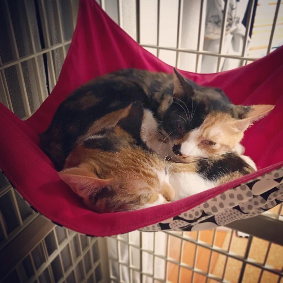 布とベルトのハンモック