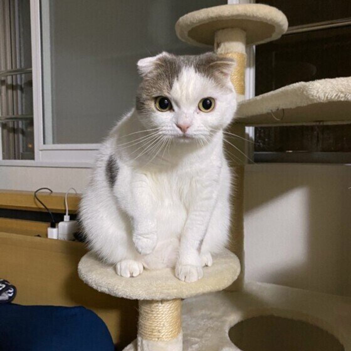 調査 もはや さすが としか思えない 飼い主が目撃した愛猫の ずる賢い 一面の数々 ねこのきもちweb Magazine 調査 もはや さすが としか思えない 飼い主が目撃した愛猫の ずる賢い 一面の数々 ねこのきもちweb Magazine