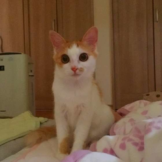 朝起こしにきたMIXの猫